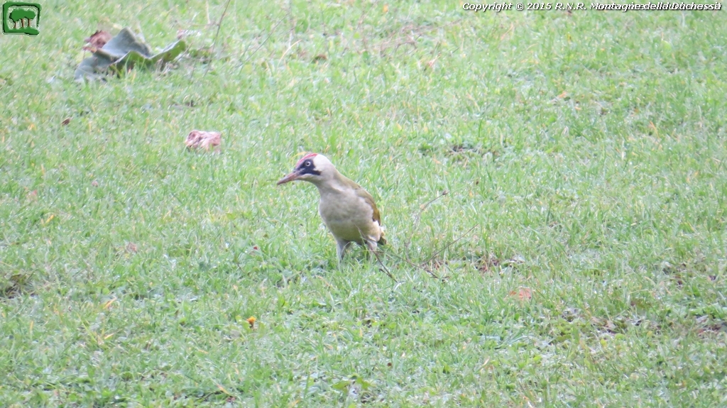 Picchio verde (Picus viridis, Linneo 1758)